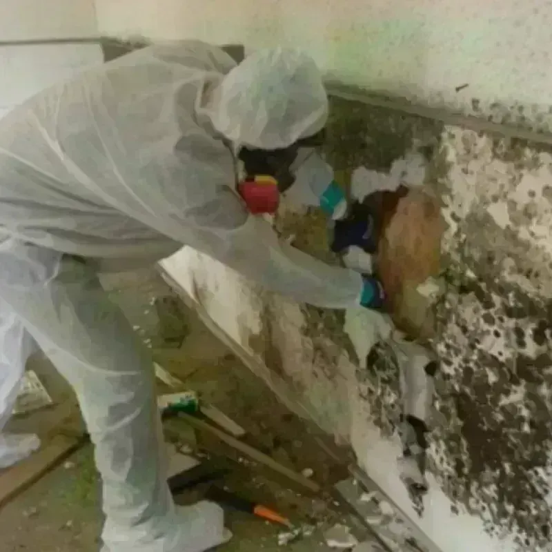 Mold Remediation and Removal in Midway, NC